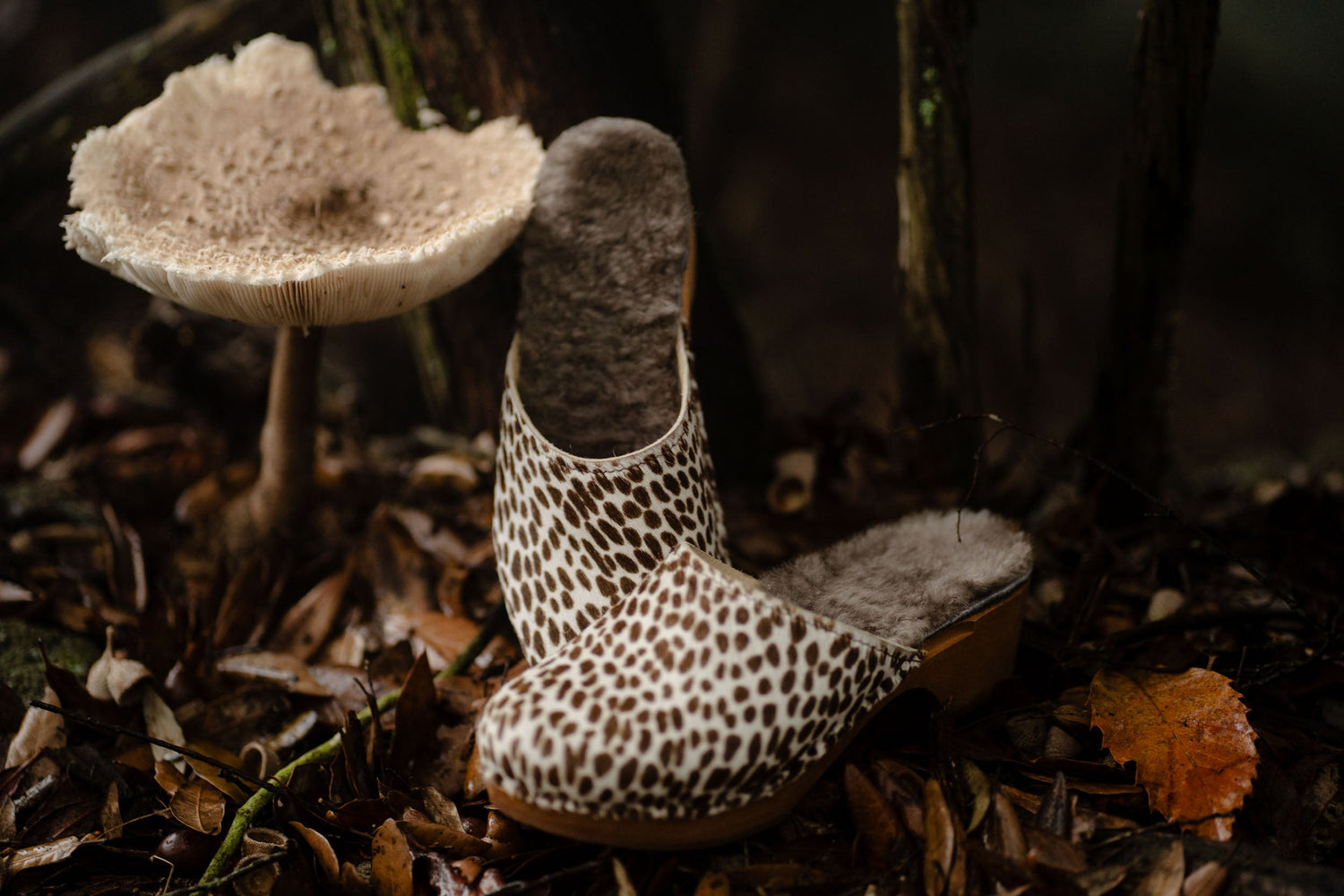 Autunno • Inverno 25–26